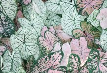 Doğal Üretimde İki Değerli Tür: Intermedia Lavanta Fidesi ve Orchis Sancta Salep Yumrusu ervabotanik4